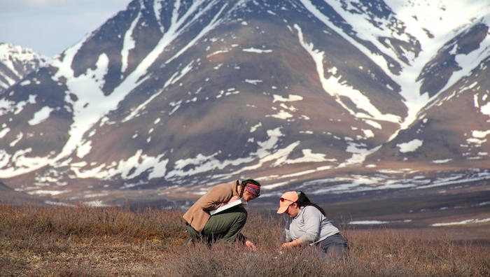 Figure 2. Sarah Ansbro (Left) and Liza Backman (Right) collect berry samples during the annual early-season berry survey. Photo taken by Jeremy May. 