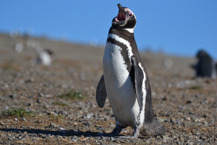 Megellanic penguin on Isla Magdelena. Photo courtesy of Luke Maillefer.