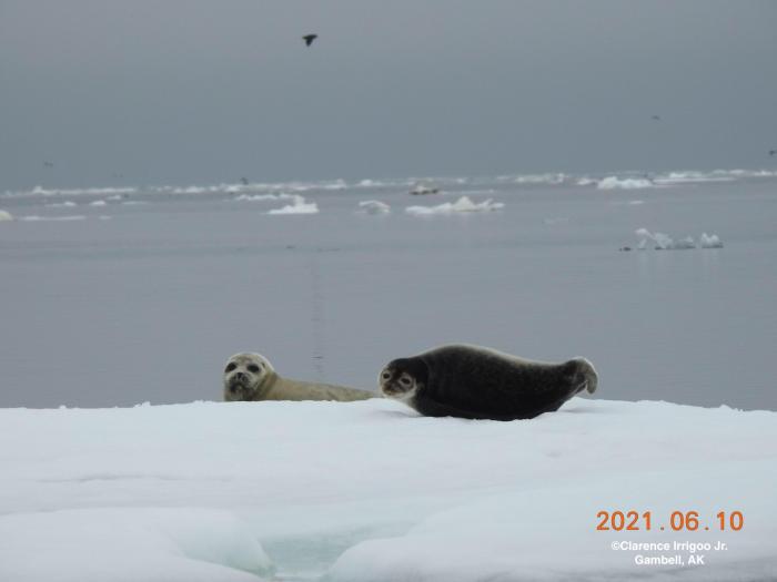 Bearded seal near Gambell.