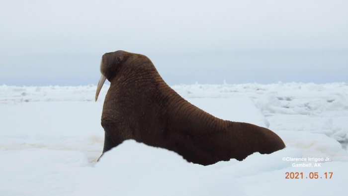 Walrus near Gambell.