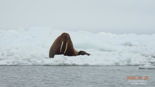 Walrus near Gambell.