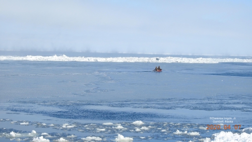 Nearshore ice conditions in Gambell.