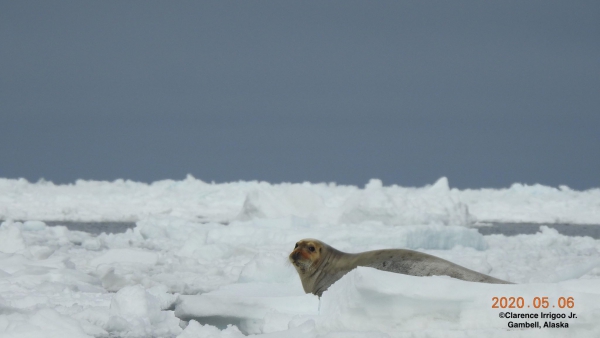 Bearded seal on ice near Gambell.