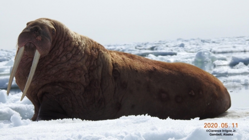 Walrus near Savoonga.