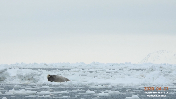 A bearded seal rests on the ice near Gambell.