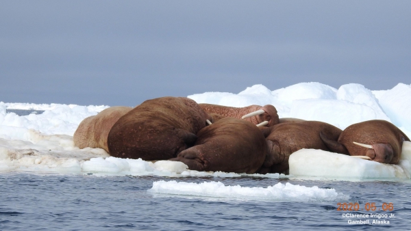 Group of walrus resting on ice near Gambell.