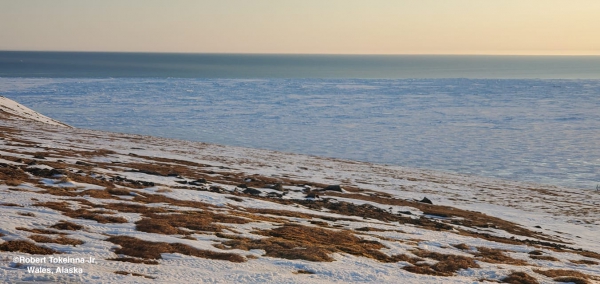 Nearshore ice conditions near Wales - view 1.