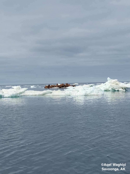 Walrus north of Savoonga - view 1.