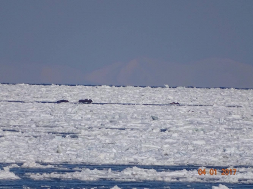 Gambell walrus herd