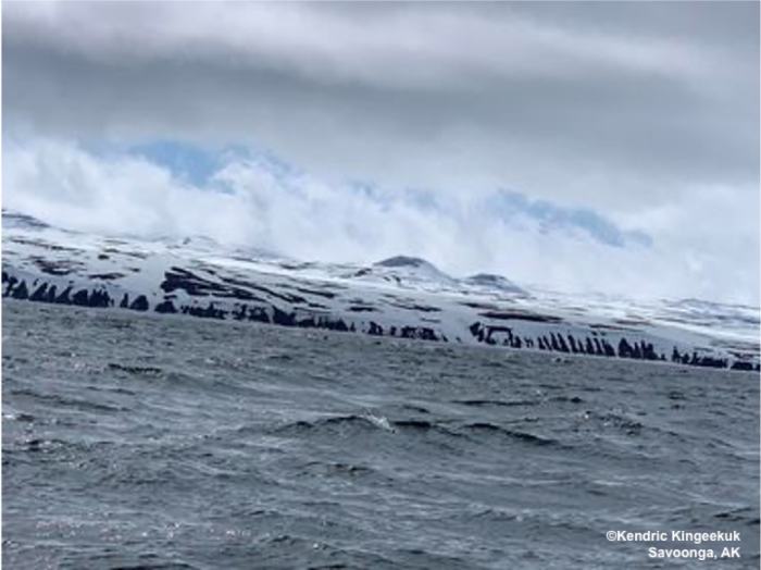 Walrus in the water near Savoonga. Photo courtesy of Kendric Kingeekuk.