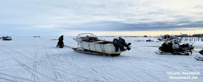 Hunters heading to the launch site in Shishmaref. Photo courtesy of Curtis Nayokpuk.