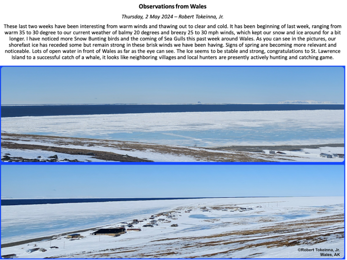 Figure 2. Robert Tokeinna, Jr. shares a mid-season observation from Wales for the Sea Ice for Walrus Outlook. Photos courtesy of Robert Tokeinna, Jr.