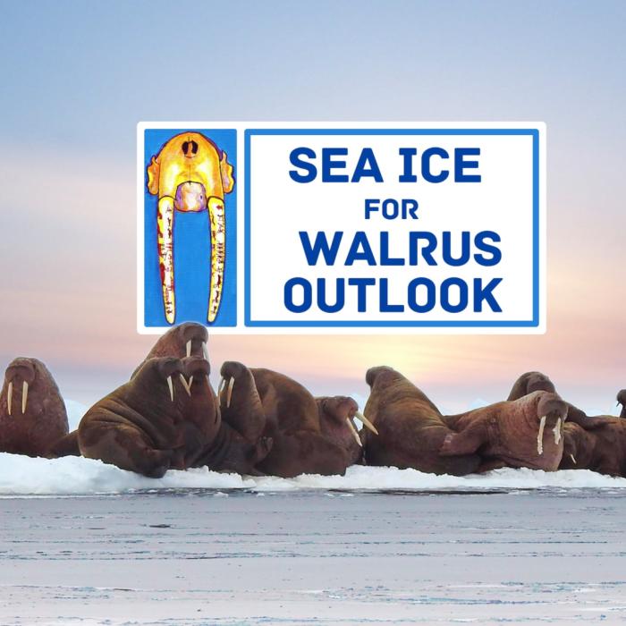 The Sea Ice for Walrus Outlook Releases Short Film to Celebrate its 15th Season